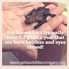 a small brown bat sitting on top of a persons hand with the caption, big brown bats typically have 1 - 2 pups a year that are born hairless and eyes closed