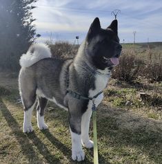 a husky dog standing on top of a grass covered field