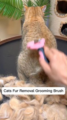 a cat is brushing its fur with a pink toothbrush