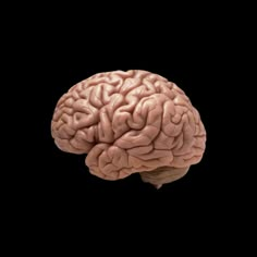 the human brain is shown on a black background