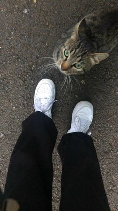 the cat is looking up at someone's feet