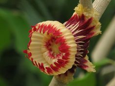 a close up of a flower on a tree branch