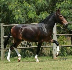 a brown horse walking across a lush green field next to a wooden fence with trees in the background