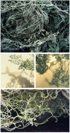 several different pictures of plants and their roots