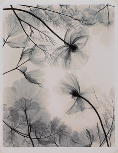 an abstract photo of leaves and branches in black and white, with the sky behind them