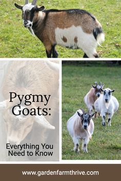 goats and goats with the words pygmy goats everything you need to know