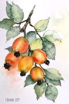 a watercolor painting of some fruit on a branch with green leaves and brown berries