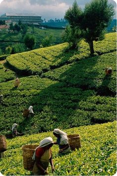 people picking tea leaves in the middle of a field