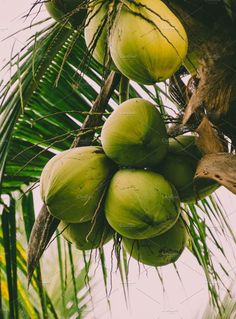 green coconuts hanging from a palm tree