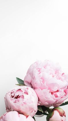 three pink peonies are on a white surface with green leaves and stems in the foreground