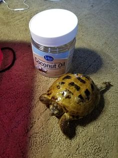 a turtle laying on the floor next to a jar of coconut oil