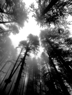 black and white photograph of tall trees in the foggy forest with sun shining through them