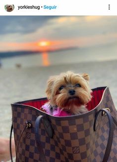 a small dog sitting in a louis vuitton bag on the beach at sunset