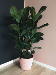 a potted plant sitting on top of a wooden floor next to a pink wall