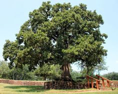 a large tree in the middle of a grassy area with stairs leading up to it