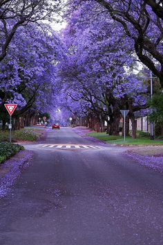 the road is lined with trees and purple flowers