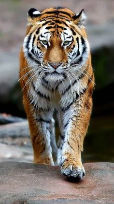 a tiger walking across a rock covered ground