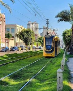 a yellow and blue train traveling through a lush green park next to tall buildings with palm trees