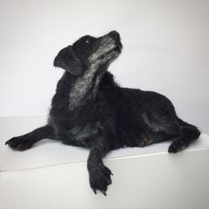 a black dog laying on top of a white surface