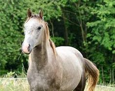 a white horse standing on top of a lush green field with trees in the background