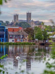 a view of the city from across the water with swans swimming in it and some buildings on the other side