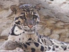 a close up of a snow leopard laying on the ground