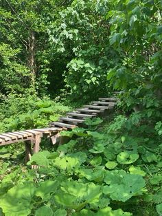 a long wooden bench in the middle of a forest with lots of green leaves on it