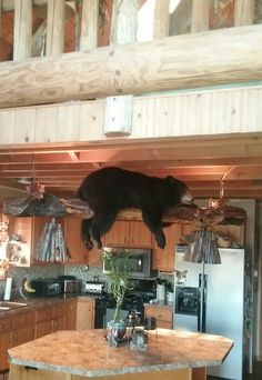 a black cat is hanging upside down from the ceiling in a kitchen with wooden cabinets and an island