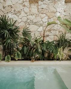 a pool surrounded by plants next to a stone wall