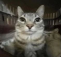 a blurry photo of a cat looking at the camera