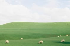 several sheep grazing in a green field on a sunny day