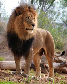 a large lion standing on top of a grass covered field