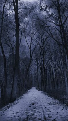 a snowy path in the woods at night