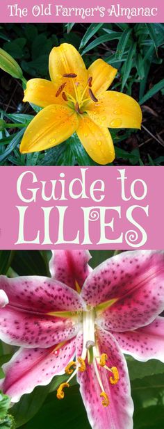 the old farmer's almanace guide to lilies, with pink and yellow flowers