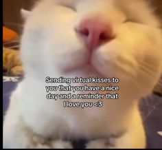 a close up of a cat with a caption in front of it that says, sending virtual kisses to you that you have a nice day and a reminder that i love you