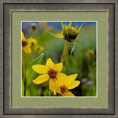 some yellow flowers are in the grass