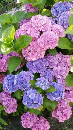 Pink Perennials, Hydrangea Garden, Wallpaper Nature Flowers, Beautiful Flowers Garden, Beautiful Bouquet Of Flowers, Beautiful Flowers Pictures, Hydrangea Flower