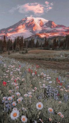 a field full of wildflowers in front of a snow covered mountain at sunset