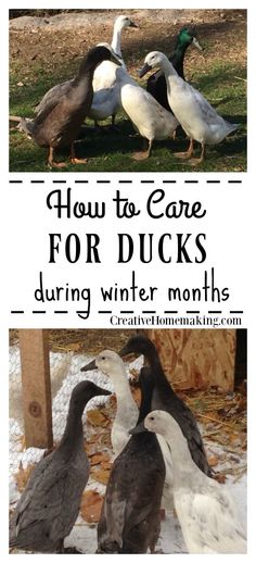 how to care for ducks during winter months