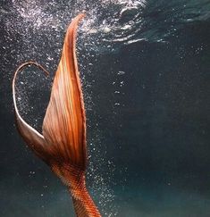 the tail of a fish in the water