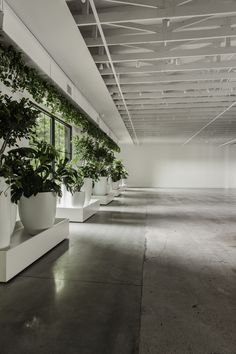 an empty room with plants in large white planters