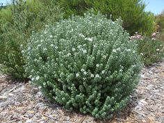 a bush with white flowers in the middle of it