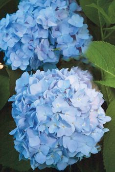 two blue hydrangeas with green leaves in the foreground and one pink flower on the right