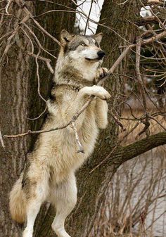 a wolf standing on its hind legs in front of a tree and looking up at the sky