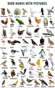 birds with pictures on them are shown in this poster, which shows the different kinds of birds