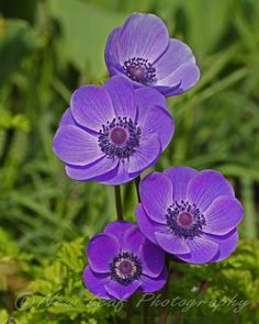 three purple flowers are growing in the grass