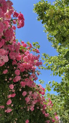 pink flowers are blooming on the side of a tree lined street in front of a blue sky