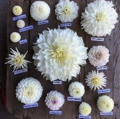 a bunch of flowers that are sitting on a wooden table with labels in front of them