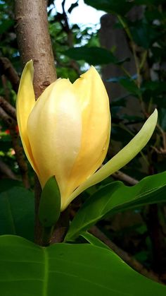 a yellow flower is blooming on a tree