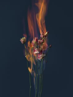 some flowers that are on fire in the dark